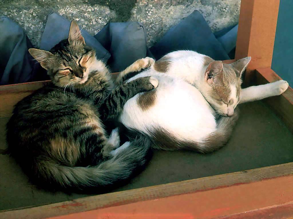 Gatti (179)